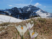 17 Al Monte Campo primi Crocus vernus 
